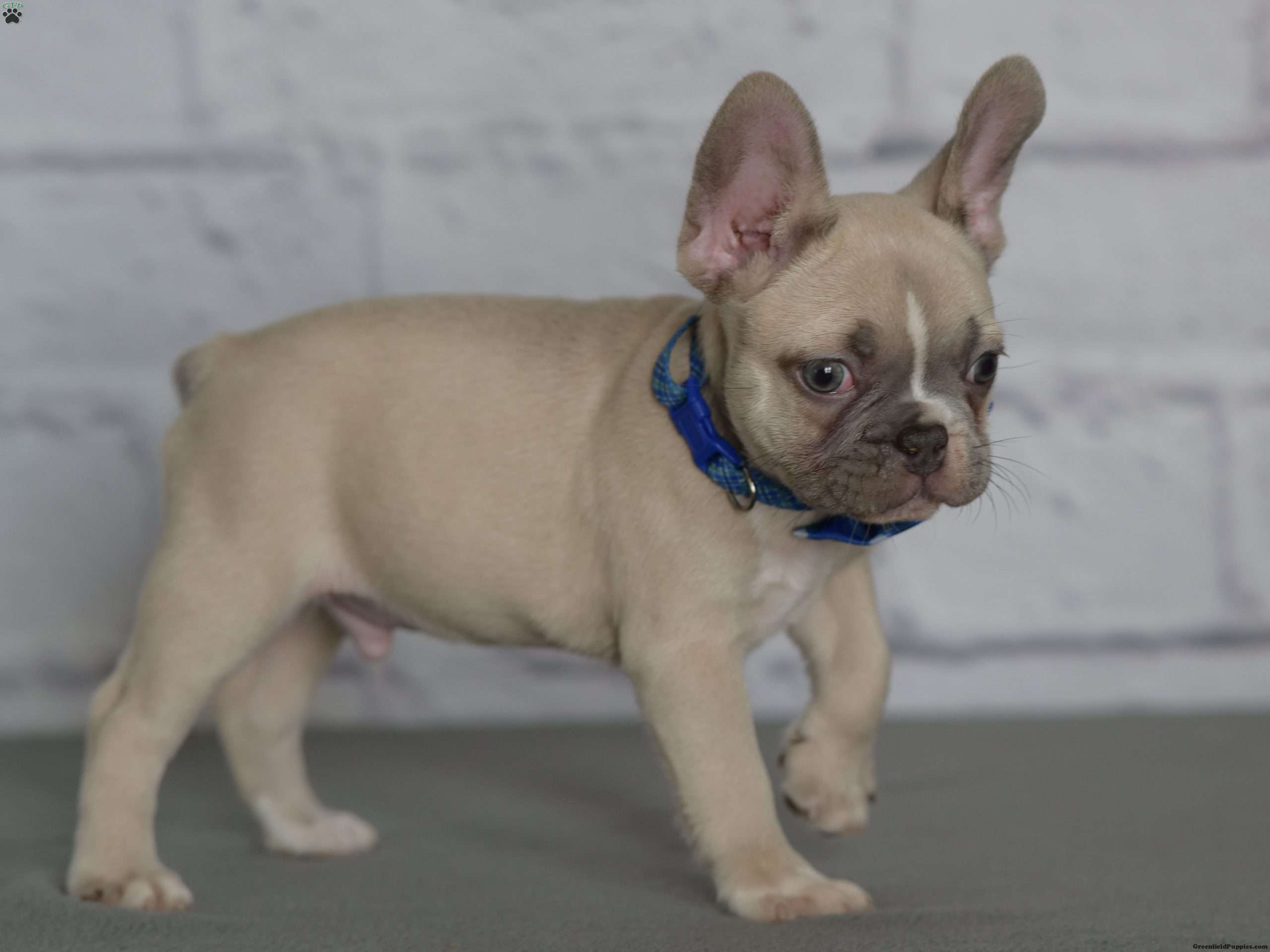 Jack French Bulldog Puppy For Sale in Pennsylvania